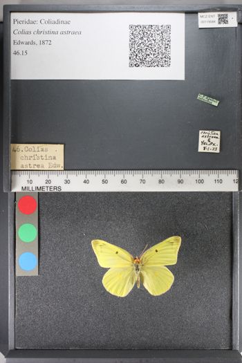 Media type: image;   Entomology 119584